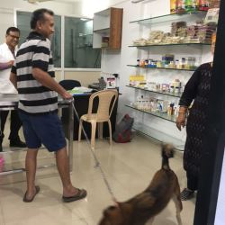 veterinary doctor in wagholi