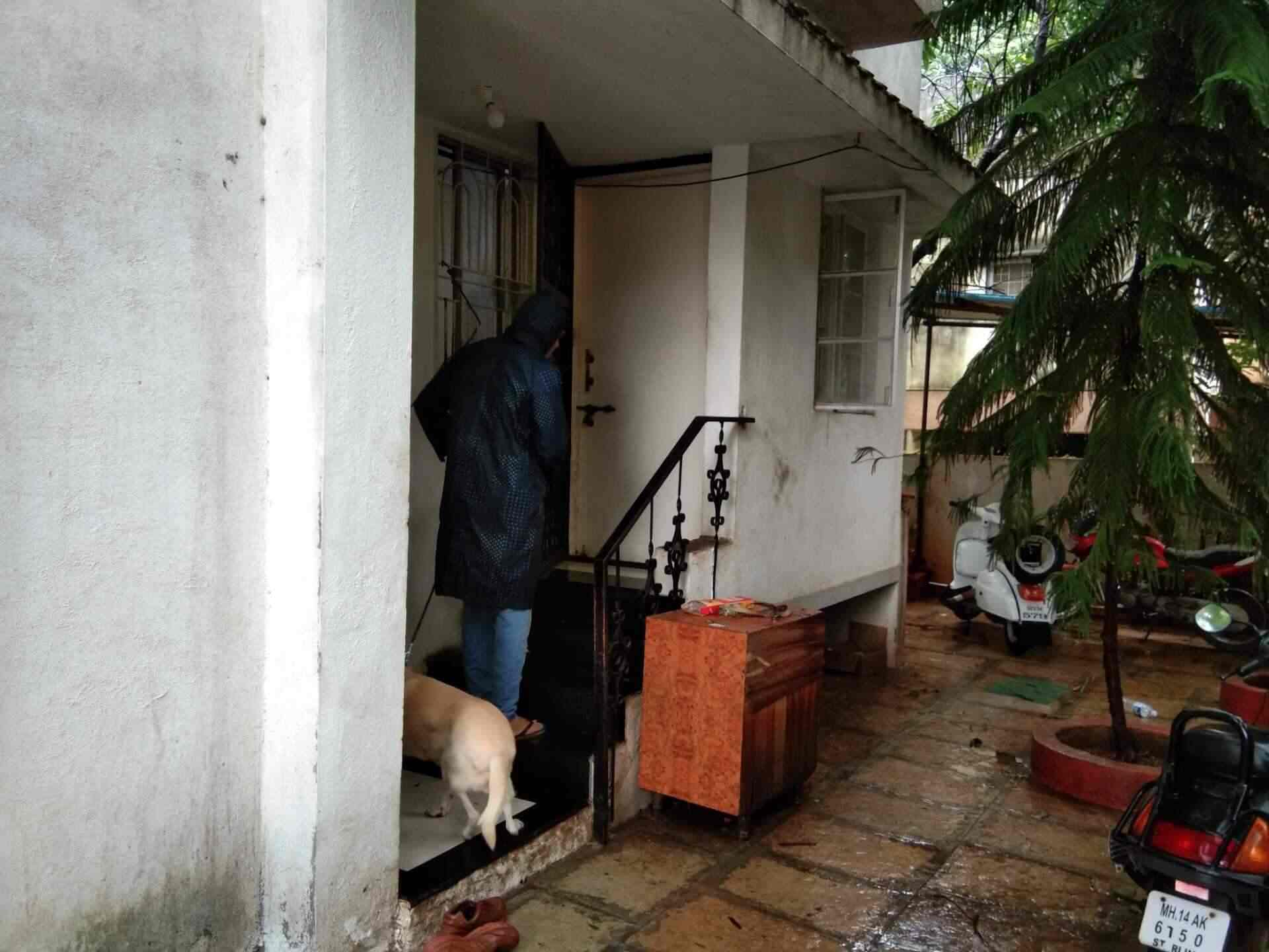 hostel dogs and cats