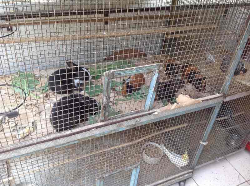 the world of fish and pets