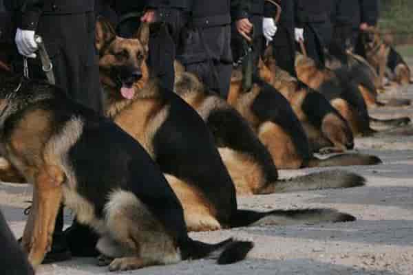 ex police dog trainer near me