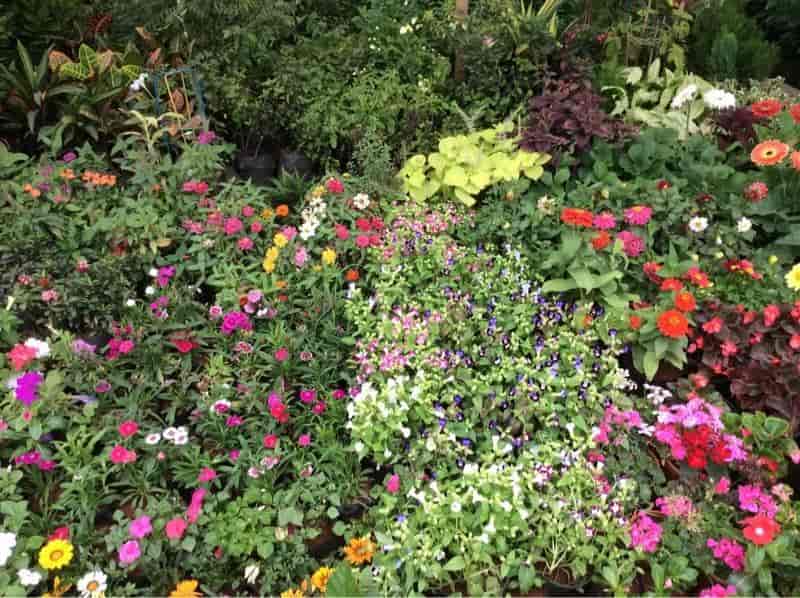 Abhishek Rose Nursery Photos Pashan Pune Pictures Images Flower Plant Abhishek Rose Nursery Photos Pashan Pune Nurseries