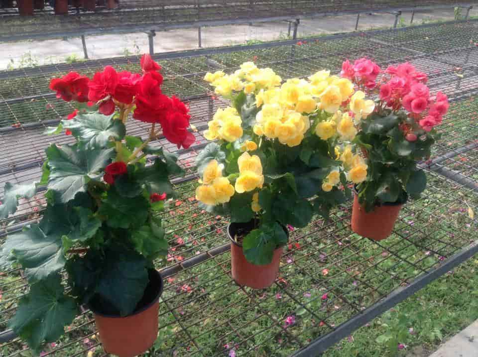 Sanjay Nursery Hadapsar Plant Nurseries In Pune Sanjay Nursery Hadapsar Plant Nurseries In Pune