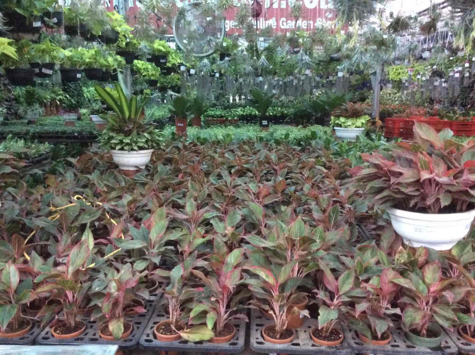 Sanjay Nursery Hadapsar Plant Nurseries In Pune Sanjay Nursery Hadapsar Plant Nurseries In Pune