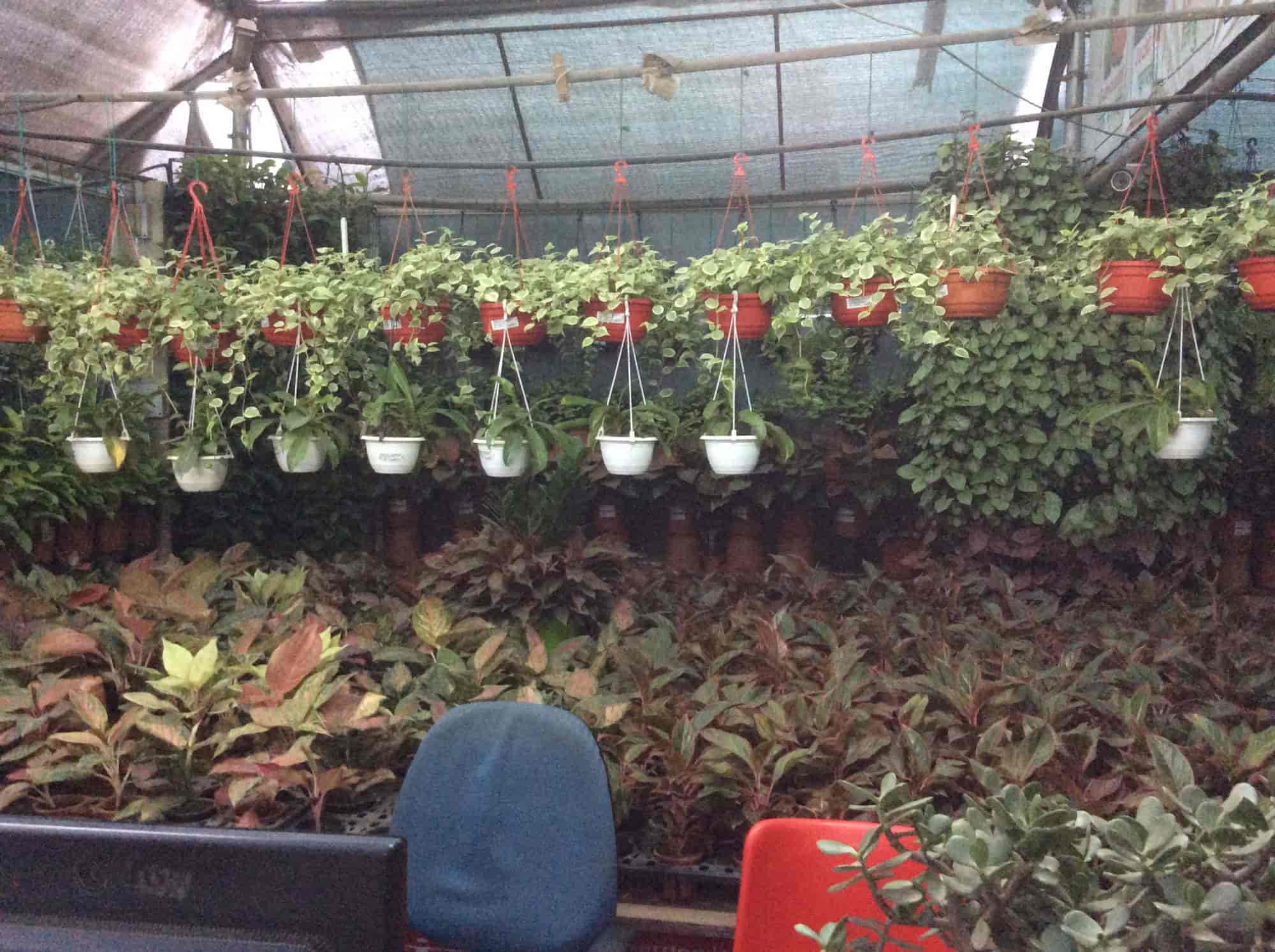 Sanjay Nursery Loni Kalbhor Sunjay Plant Nurseries In Sanjay Nursery Loni Kalbhor Sunjay Plant Nurseries In Pune Justdial