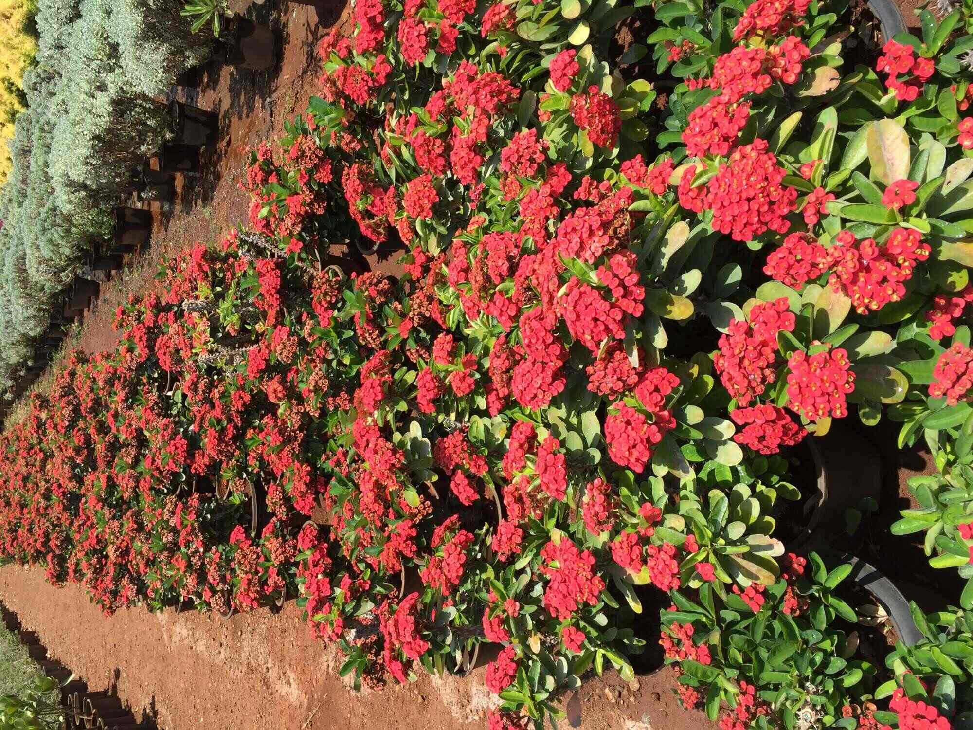 More Garden Manjari Farm Plant Nurseries In Pune Justdial