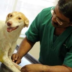 Dr S Jeya Bharath Fifth Sense Animal Health Care Veterinary Doctors Book Appointment Online Veterinary Doctors In Kondhwa Khurd Pune Justdial