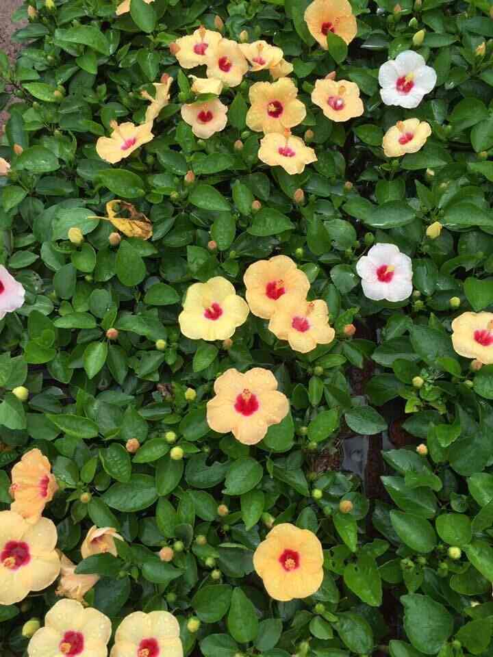 Shree Ganesh Rose Nursery Photos Kunjirwadi Pune Pictures Flowers Shree Ganesh Rose Nursery Photos Kunjirwadi Pune Plant Nurseries