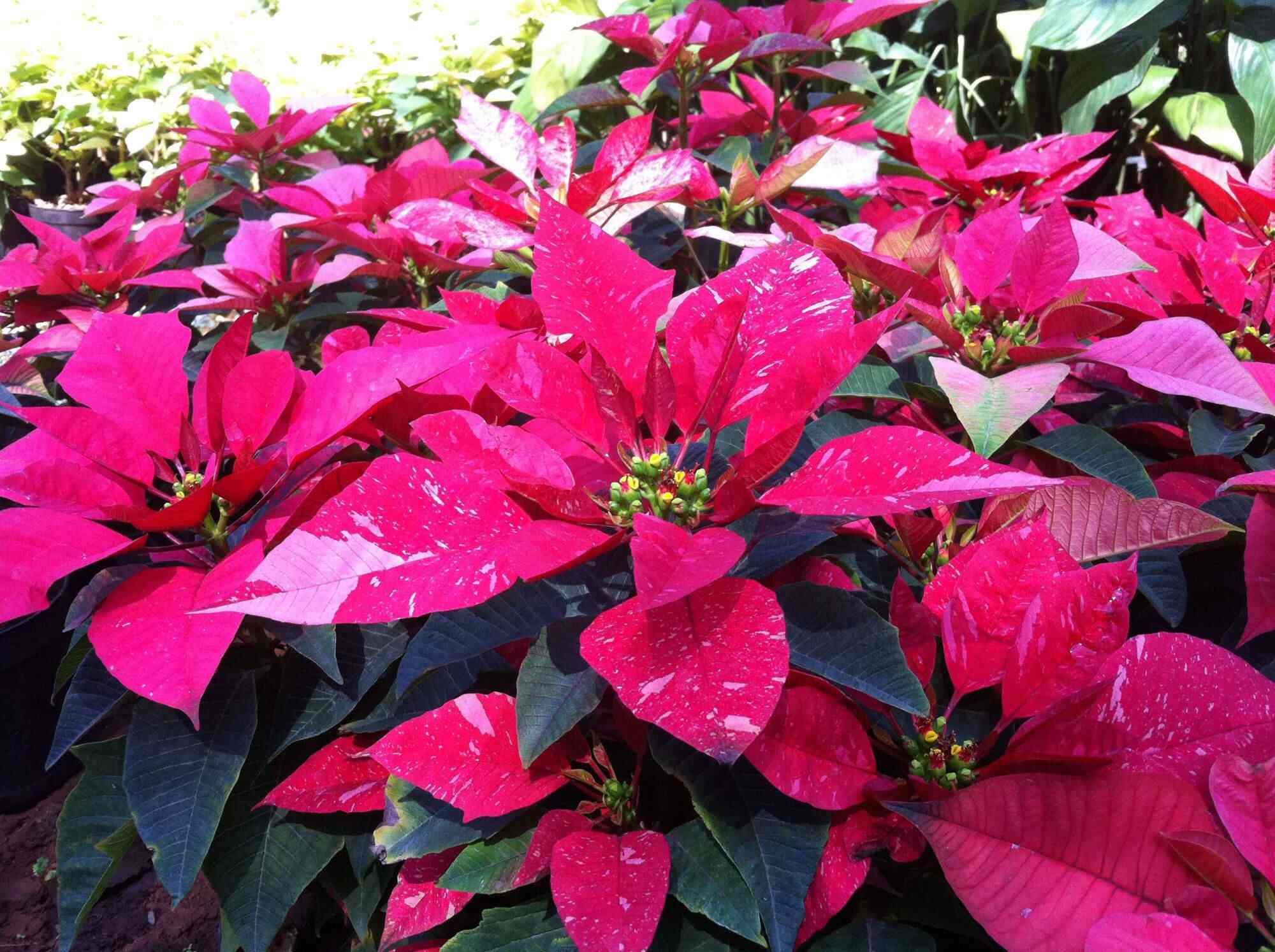 Pushpalaxmi Rose Nursery Manjari Farm Plant Nurseries In Pune Pushpalaxmi Rose Nursery Manjari Farm Plant Nurseries In Pune Justdial