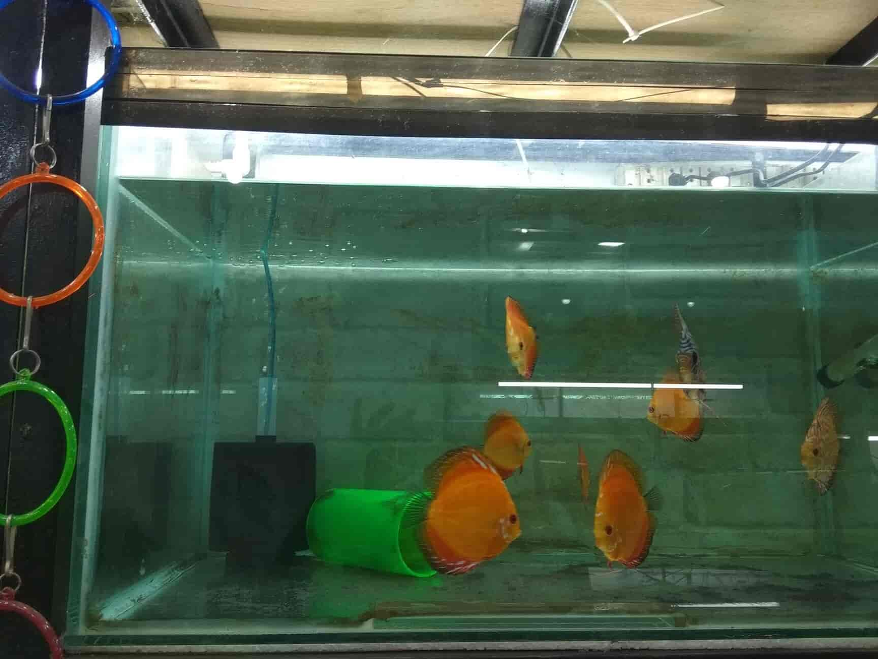 Aqua Decor Katora Talab Aquariums In Raipur Chhattisgarh