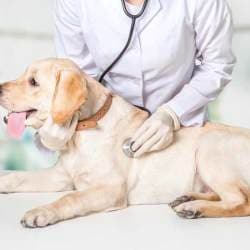 Dr Suraj Diwan Veterinary Doctors Book Appointment Online Veterinary Doctors In Deen Dayal Upadhyay Nagar Raipur Chhattisgarh Raipur Chhattisgarh Justdial