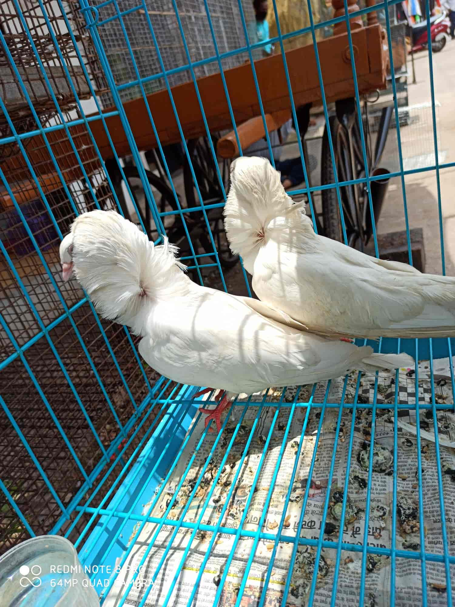 K & k aquarium & best sale birds centre