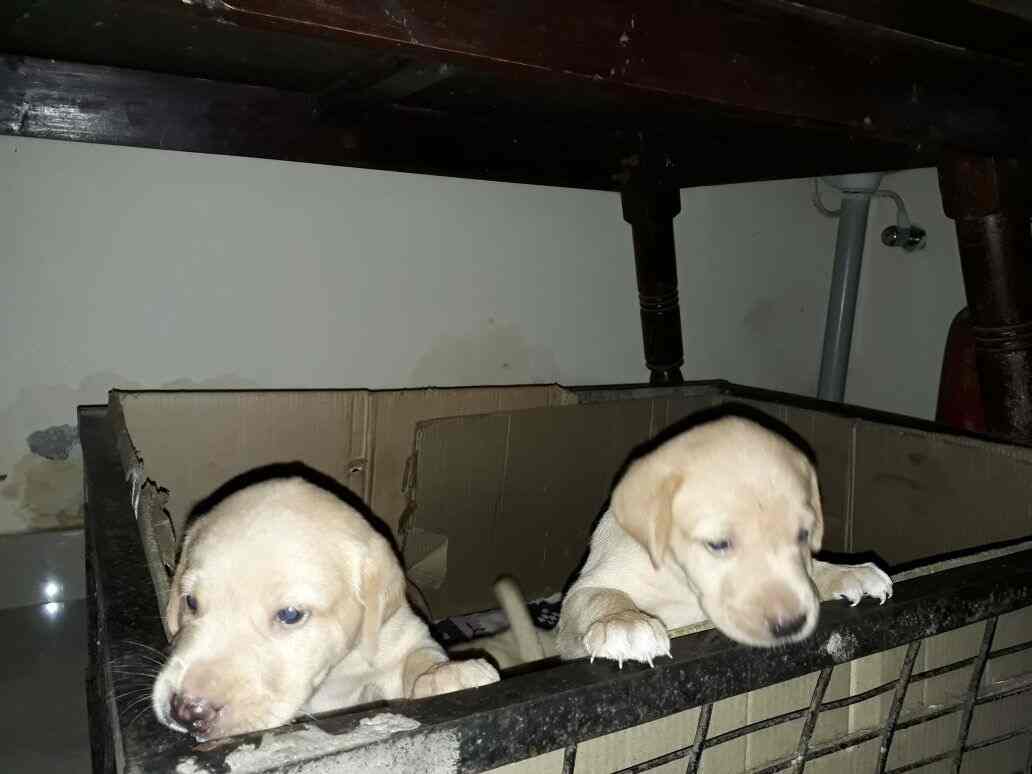 marshall pet zone online