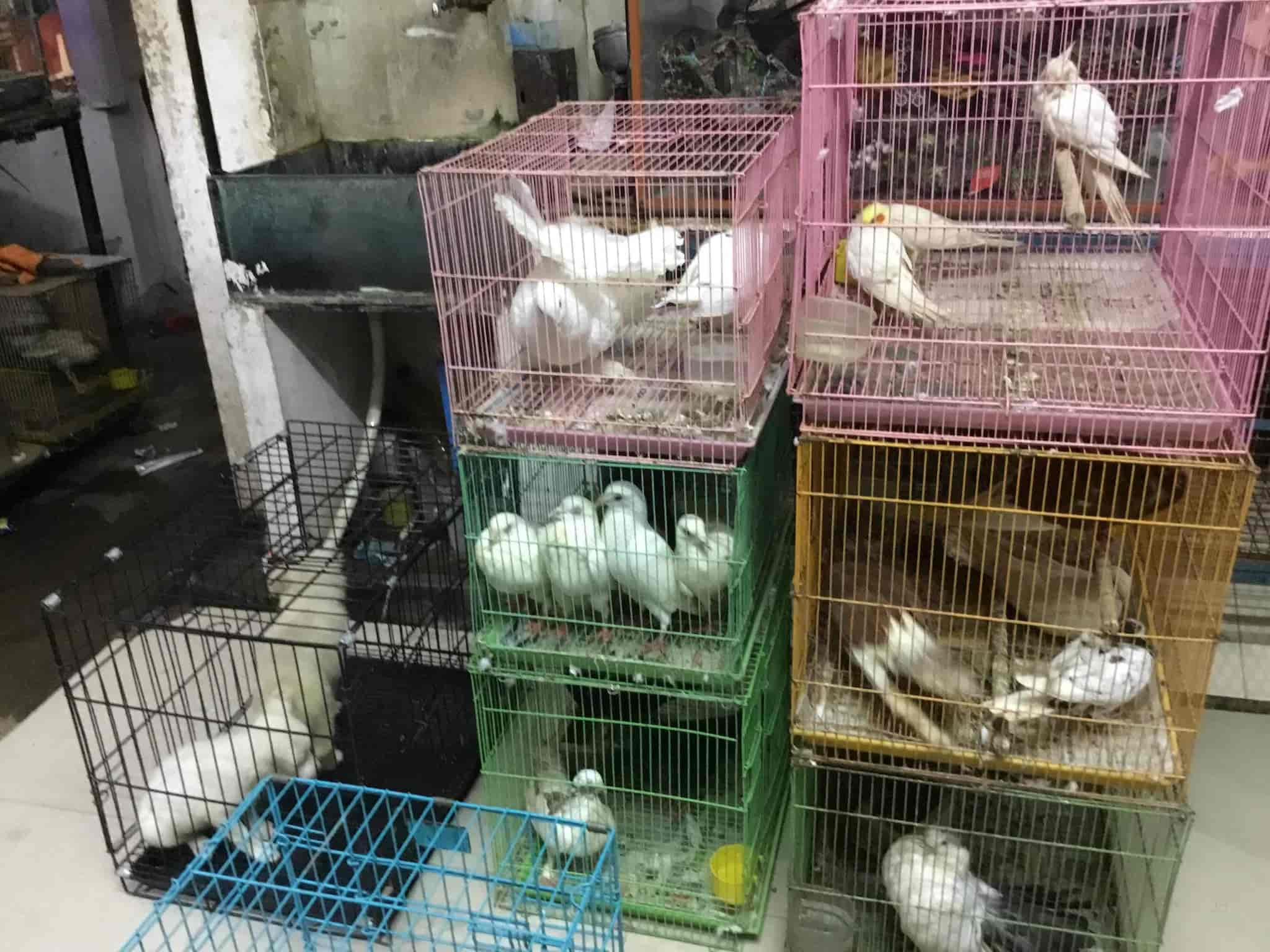 marshall pet zone online