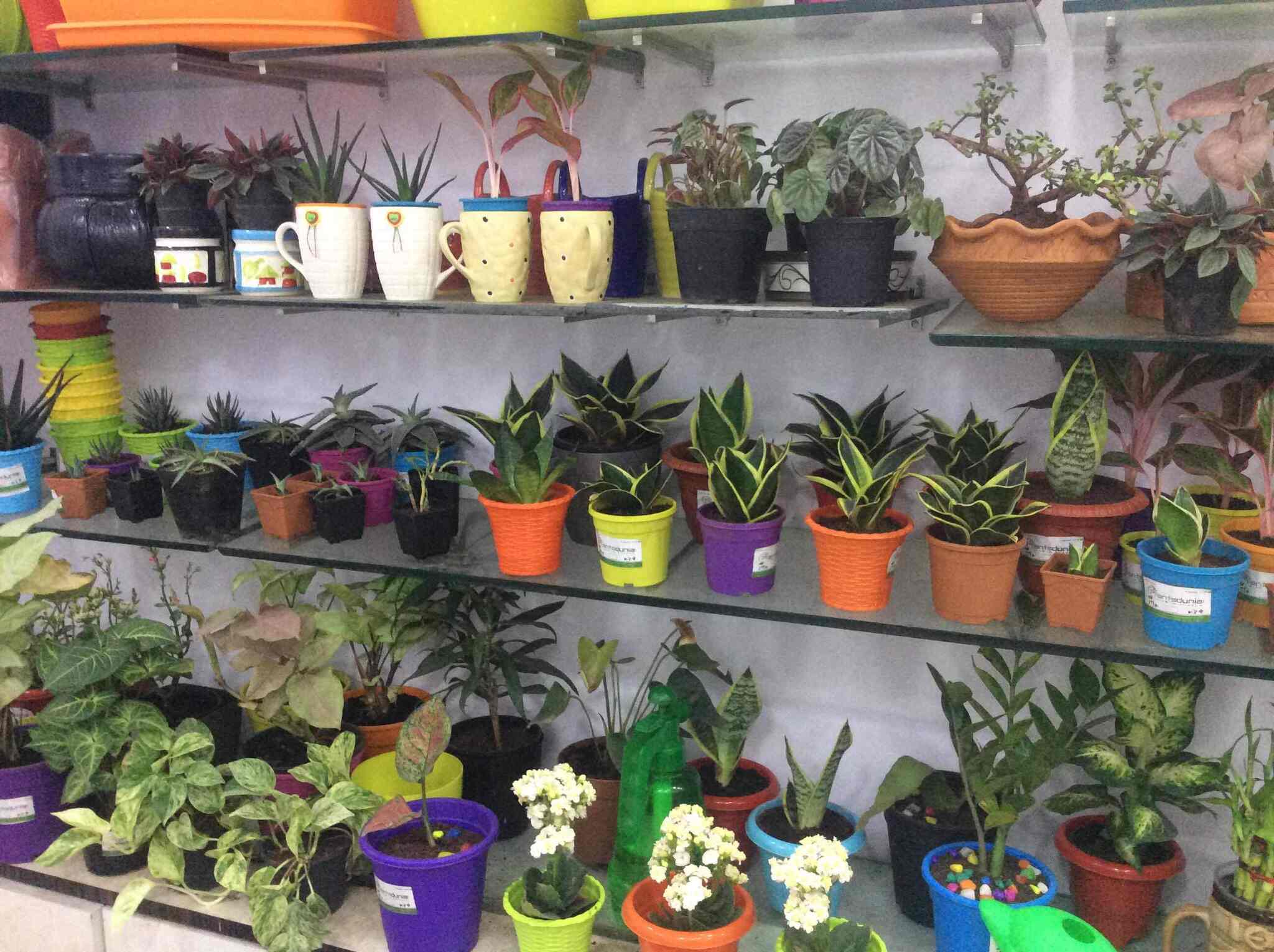 Kvv Nursery Photos Innes Peta Rajahmundry Pictures Images Plants Nursery Kvv Photos Innes Peta Rajahmundry Plant Nurseries