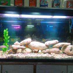 aquarium fish dealers