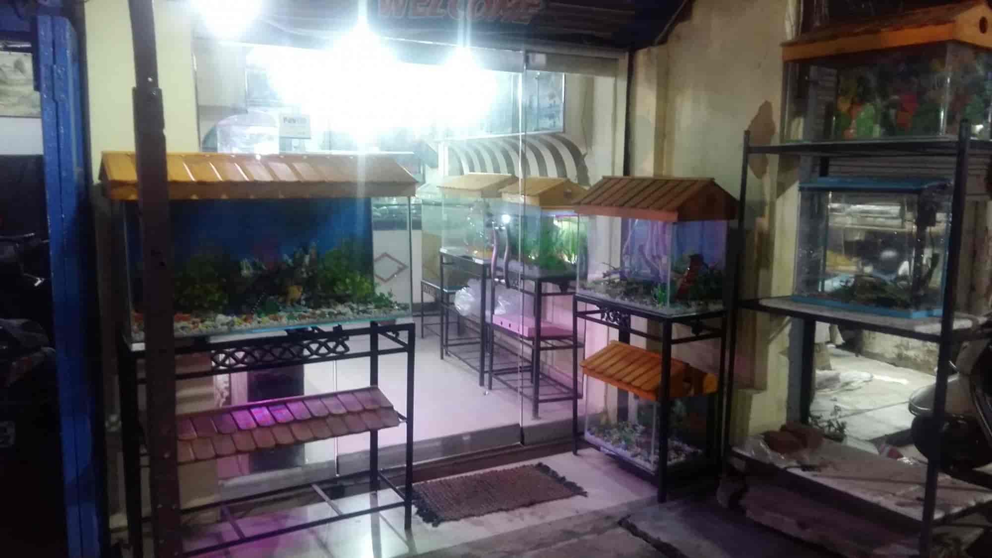 aquarium aqua gallery reviews main road ranchi 3 ratings justdial