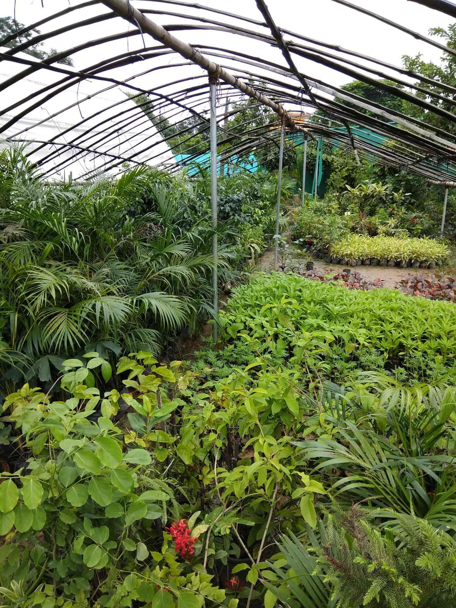 Flower Nursery Carmel Indiana Best Flower Site