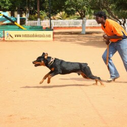 commando kennels dog training cost