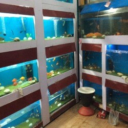 Royal Pet Shop, Rewari H O - Pet Shops in Rewari - Justdial