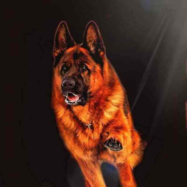 kolenda german shepherds