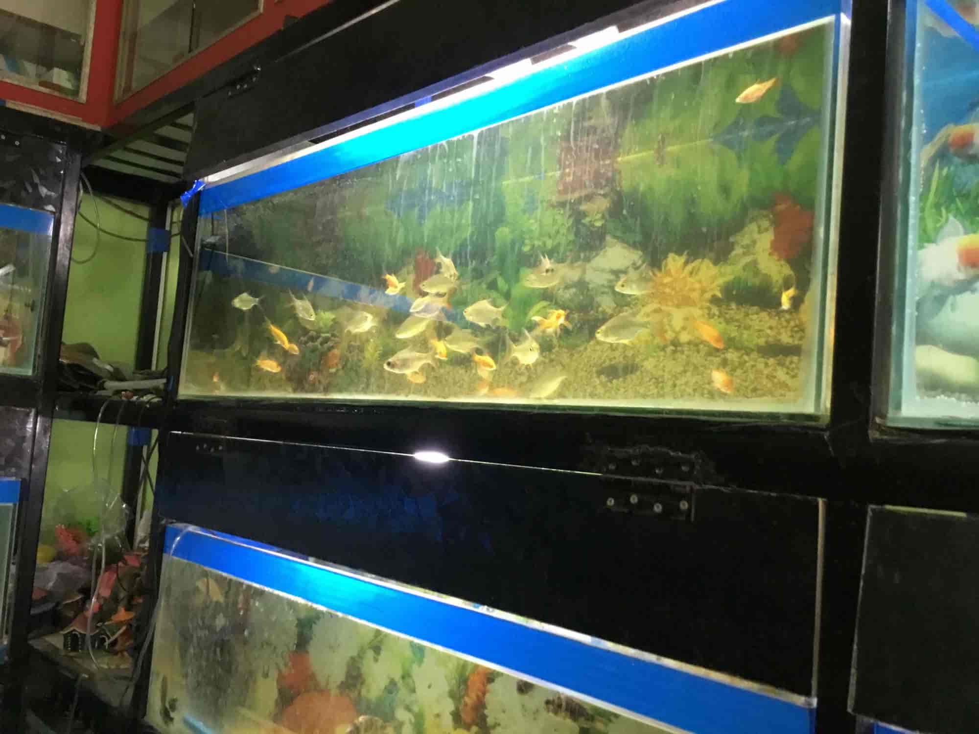 Aquarium fish shop in howrah