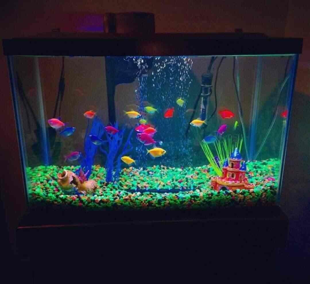 shalimar fish aquarium & pet shop