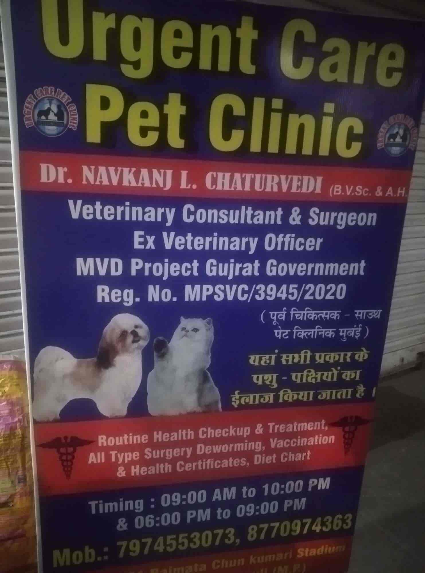 Govt Feline Hospital Near Me Cat Animal Hospital Near Me Emergency