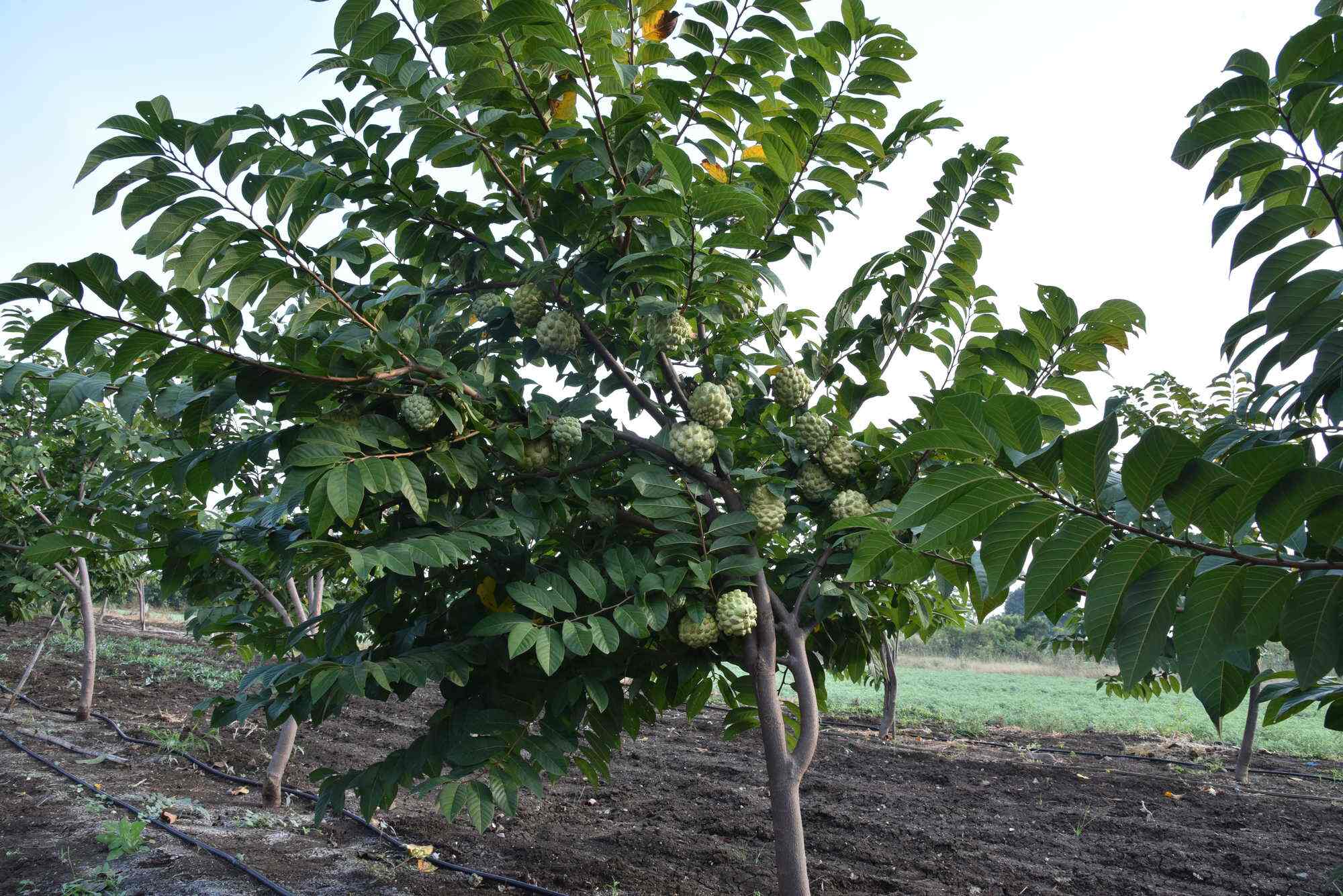 Thombare Nursery, Barshi - Plant Nurseries in Solapur - Justdial