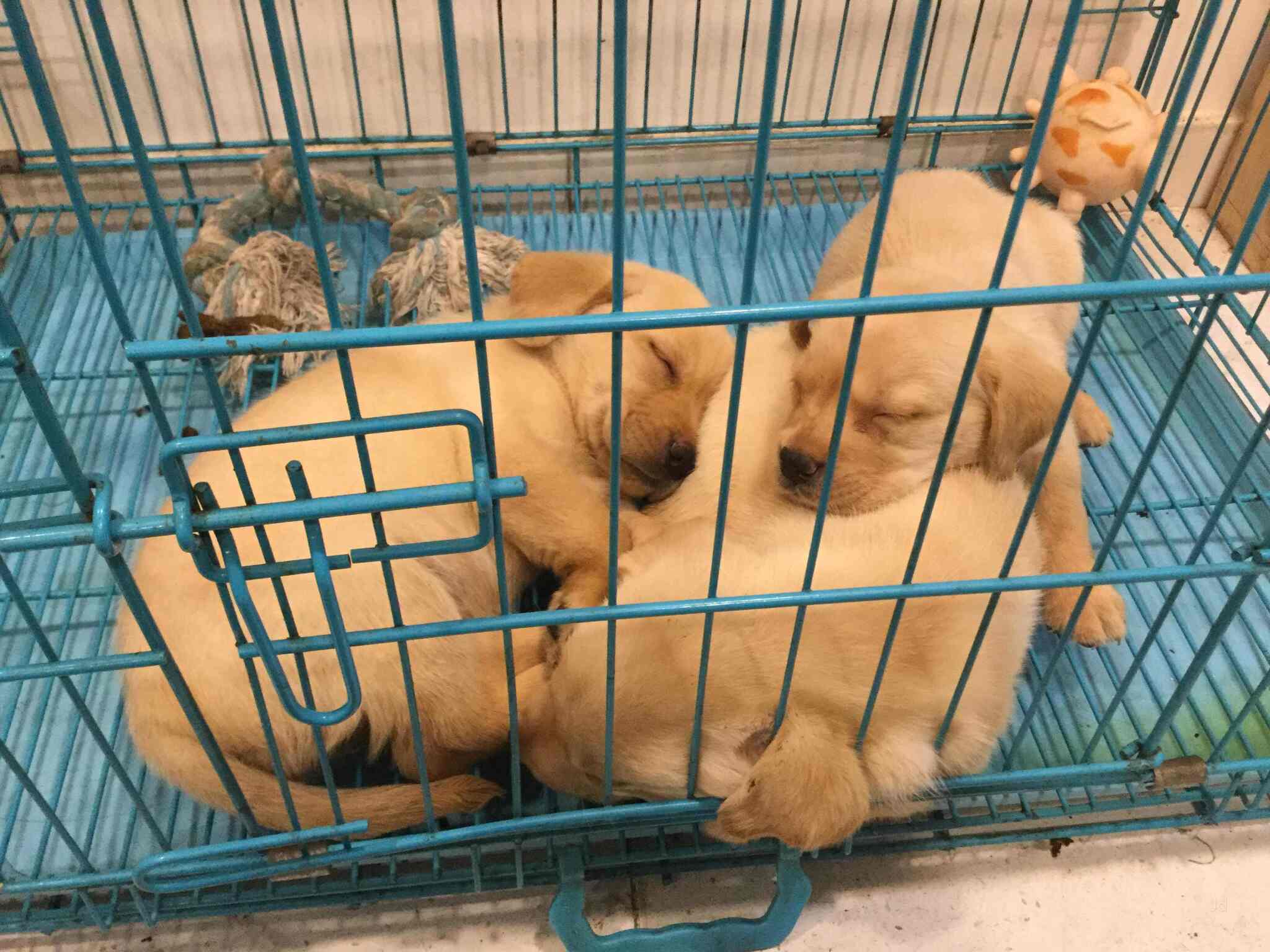 The Muster Pet Zone, Adajan Dn - Pet Shops in Surat - Justdial