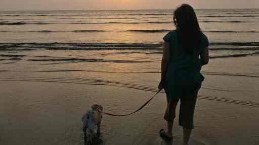 Animal Communication By Akshaya Pet Shops In Thane Mumbai Justdial