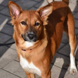 pet owners and animal lovers foundation