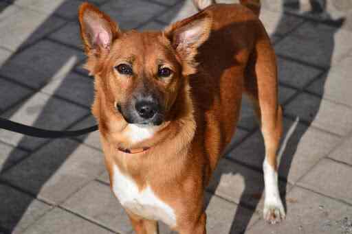 Pet Owners And Animal Lovers Foundation Thane West Ngos In Thane Mumbai Justdial