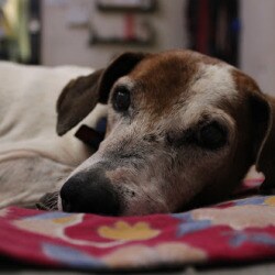 Pet Owners And Animal Lovers Foundation Thane West Ngos In Thane Mumbai Justdial