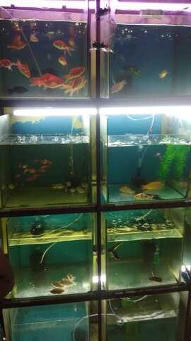 aquatic pet stores near me