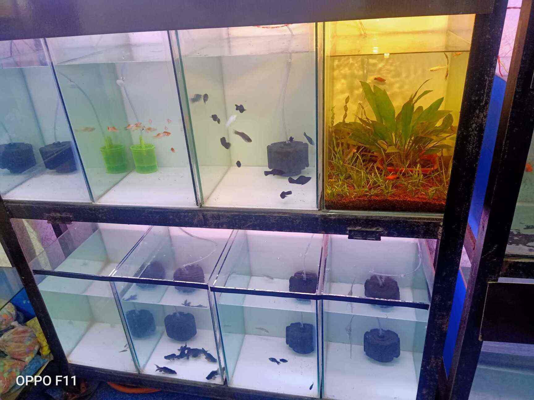 Shantanus Aquarists Photos Dombivli East Mumbai Pictures Images Gallery Justdial