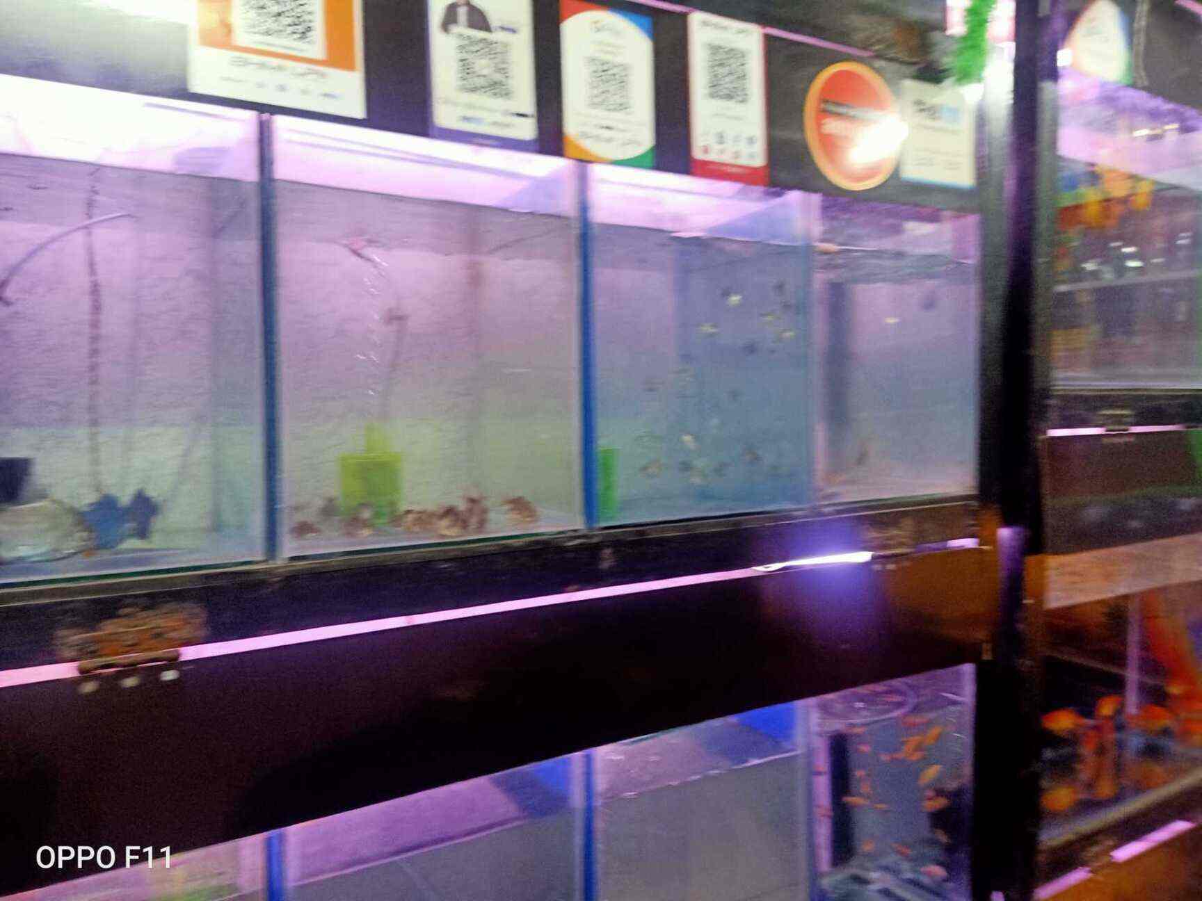 Shantanus Aquarists Photos Dombivli East Mumbai Pictures Images Gallery Justdial