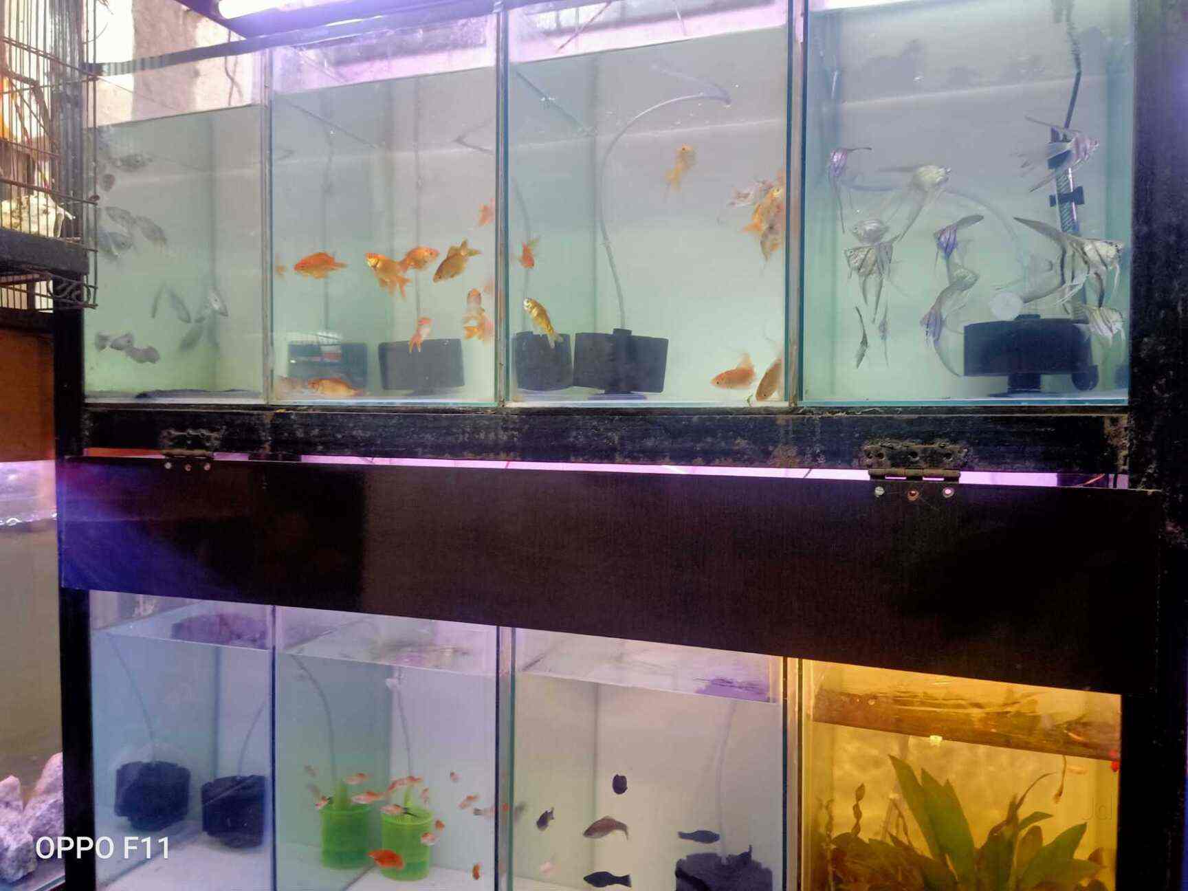 Shantanus Aquarists Photos Dombivli East Mumbai Pictures Images Gallery Justdial