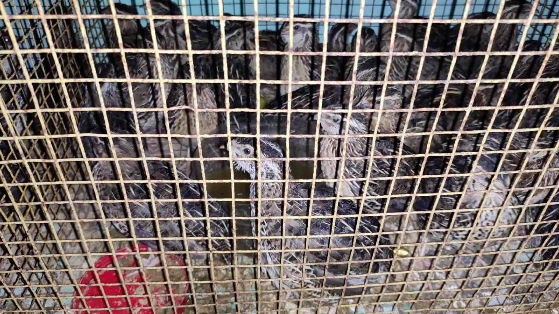 Kerala Halal Chicken in Vallakkadavu,Thiruvananthapuram - Best Boneless  Chicken Retailers near me in Thiruvananthapuram - Justdial