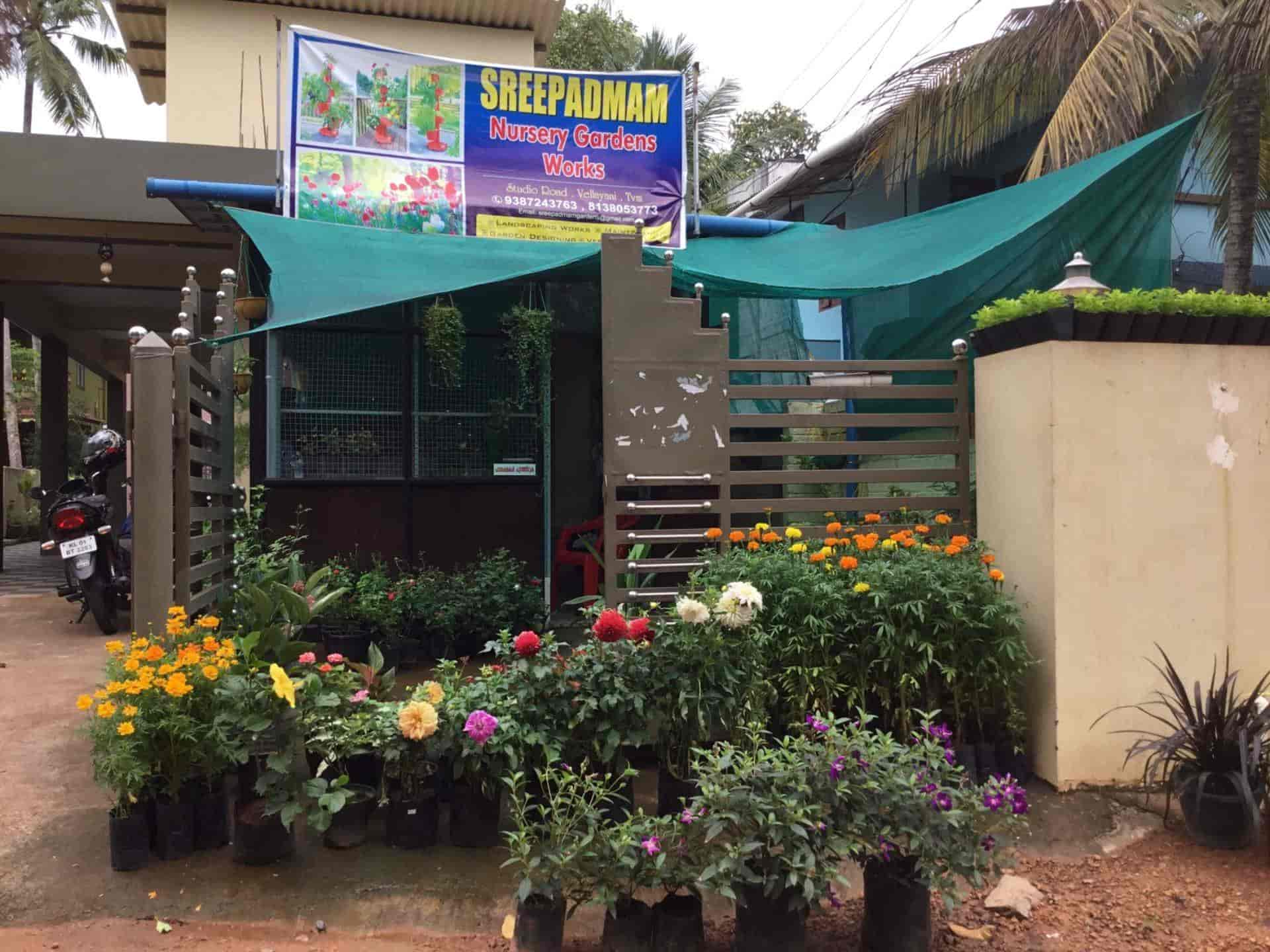 Sreepadmam Nursery Gardens Works Vellayani Vegetable Plant Sreepadmam Nursery Gardens Works