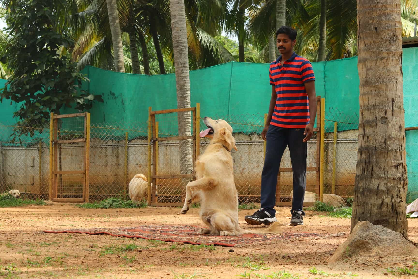 enforce k9 training school