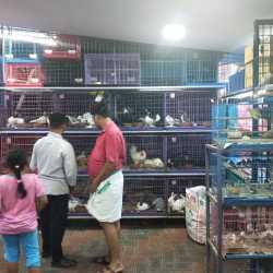 sn pet world