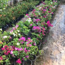 Violet Orchards Nurseries Mannuthy Plant In Violet Orchards Nurseries Mannuthy Plant In