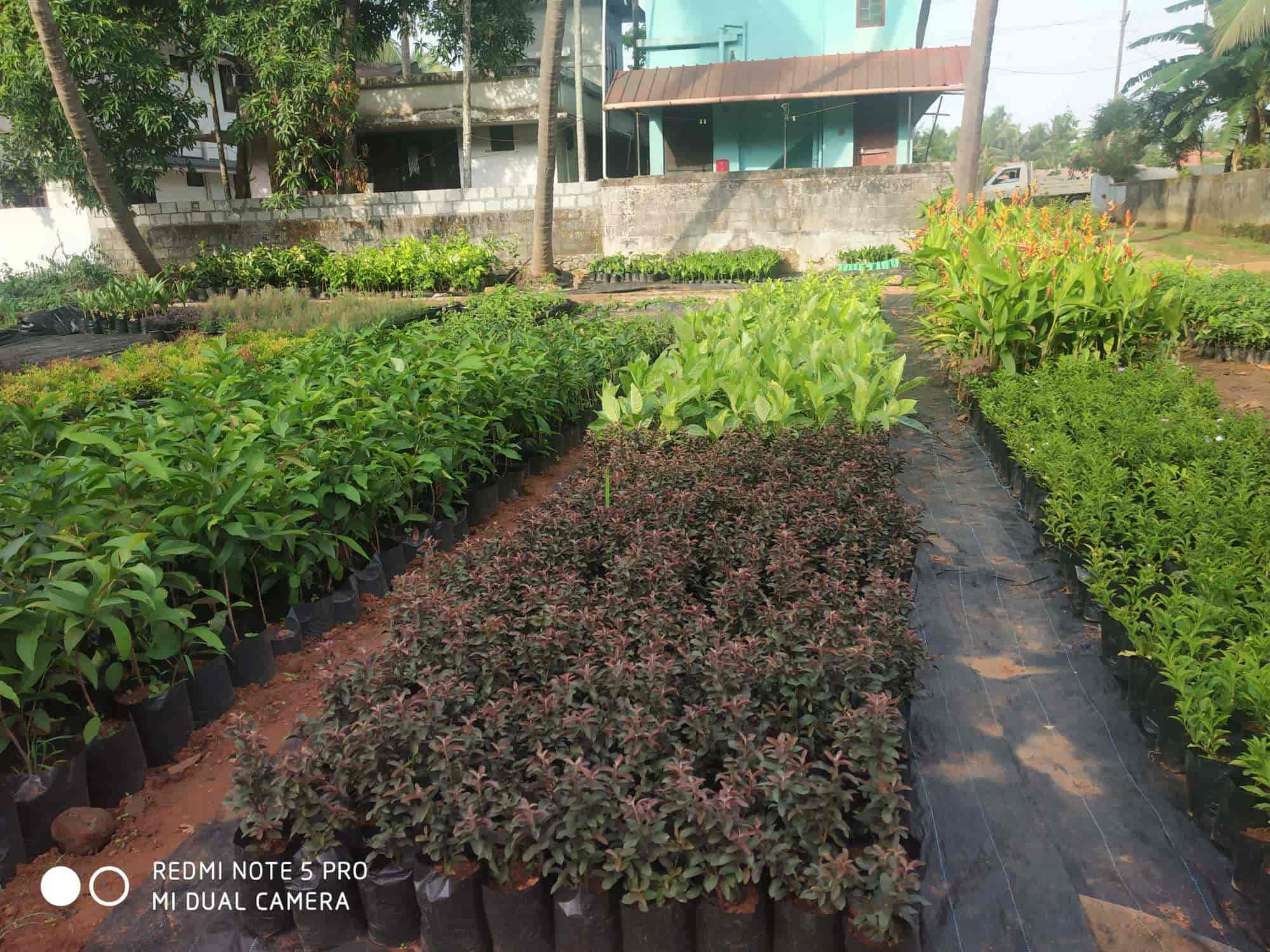 Kerala P Agagriculture Farm Vellanikkara Plant Nurseries In Kerala P Agagriculture Farm