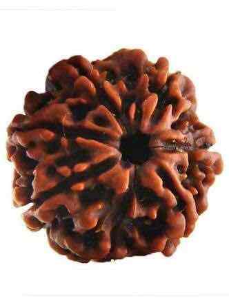 Rudraksha Nilayam Prakasam Road Astrologers In Tirupati Justdial