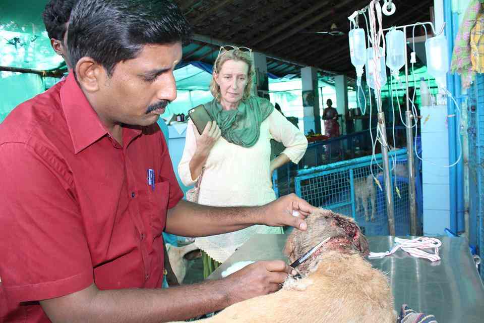 Arunachala Animal Sanctuary Rescue Shelter Sri Ramanashramam Animal Shelters In Tiruvannamalai Justdial