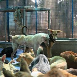 Arunachala Animal Sanctuary Rescue Shelter Sri Ramanashramam Animal Shelters In Tiruvannamalai Justdial