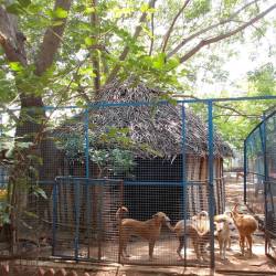 Arunachala Animal Sanctuary Rescue Shelter Sri Ramanashramam Animal Shelters In Tiruvannamalai Justdial