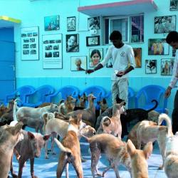 Arunachala Animal Sanctuary Rescue Shelter Sri Ramanashramam Animal Shelters In Tiruvannamalai Justdial