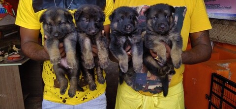 Vinayaga Pet World Melapudur Pet Shops In Trichy Justdial