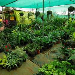 SLV Nursery Plants, Settihalli Tumkur - Plant Nurseries in Tumkur ...